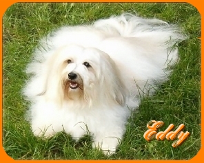 Dandy Daisy Warrior Eddy, Havaneser