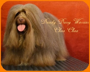 Dandy Daisy Warrior Choo Choo, Havaneser