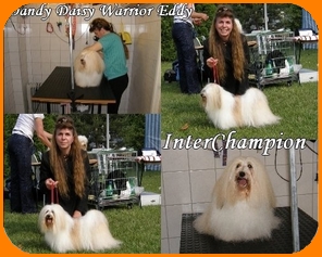 Dandy Daisy Warrior Eddy, Havaneser