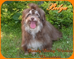 Dandy Daisy Warrior Chocomint, Havaneser