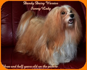 Dandy Daisy Warrior Sunny Lady, Havaneser