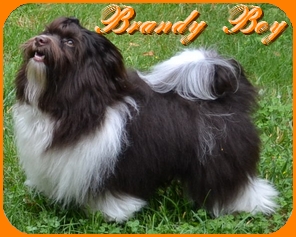 Brandy Boy, Havaneser